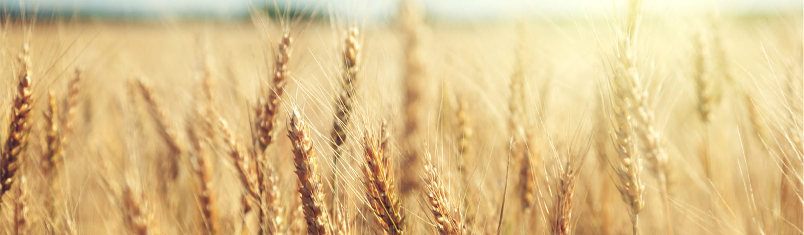 Wheat in a wheat field