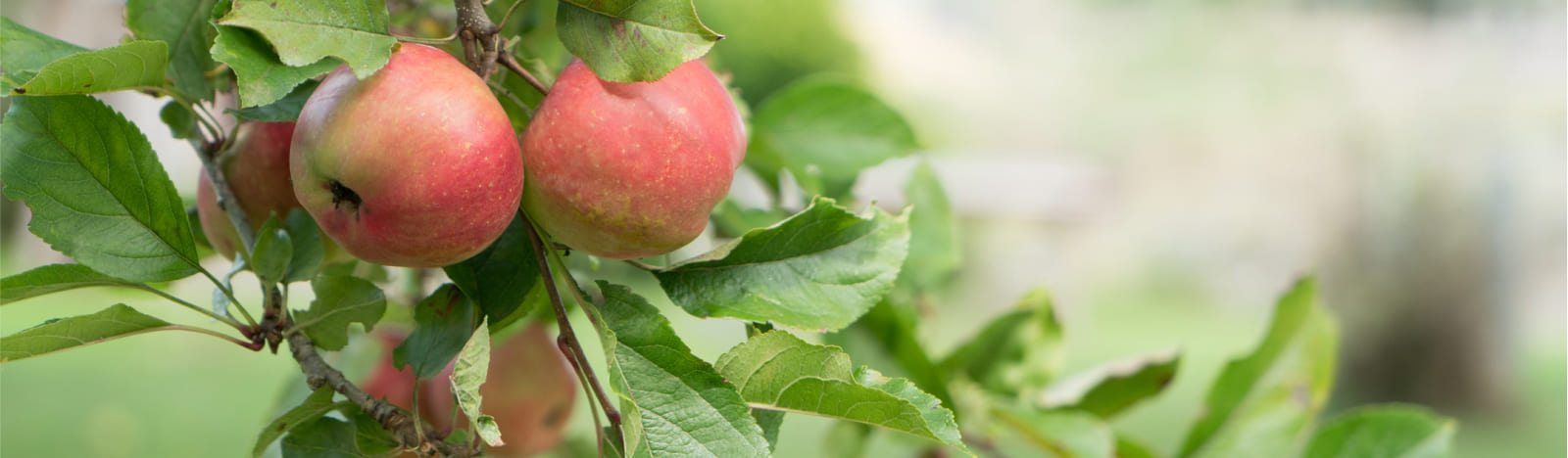 Apples hanging on a tree in an orchard