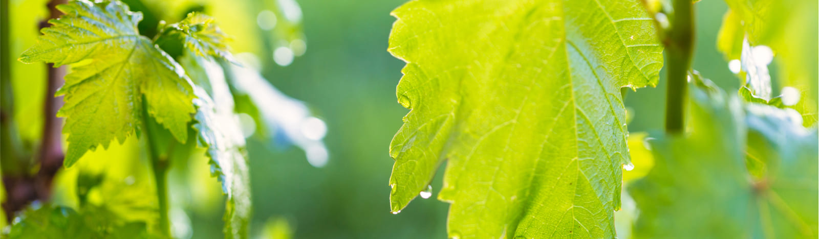 Close up of vine leaves