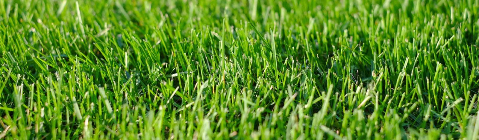 Close up image of grass