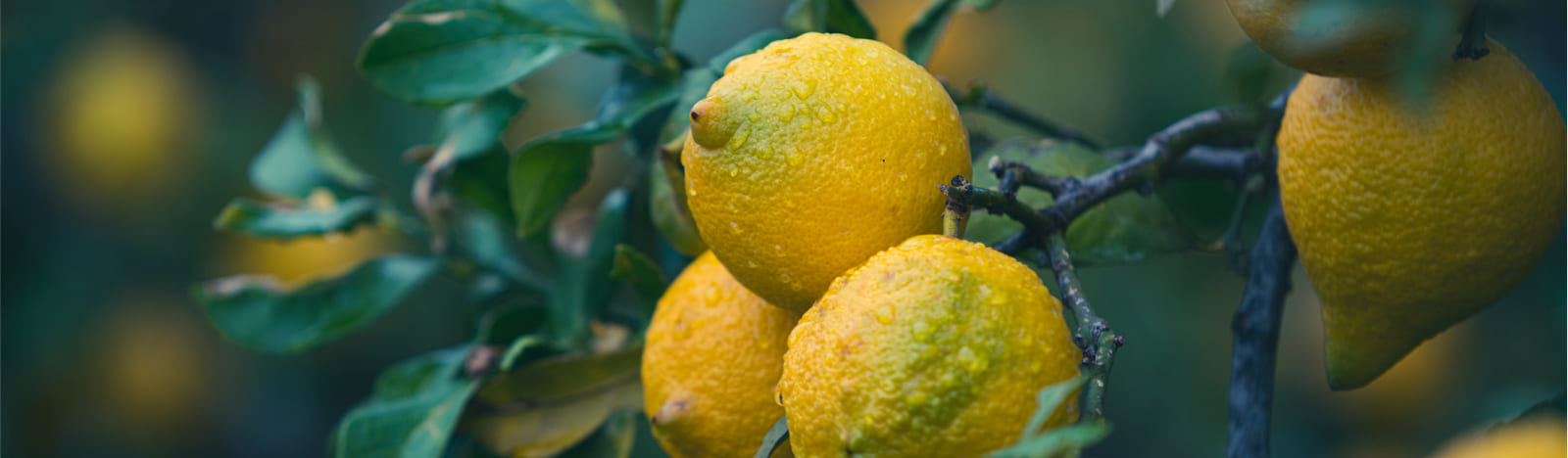 Lemons growing on a tree