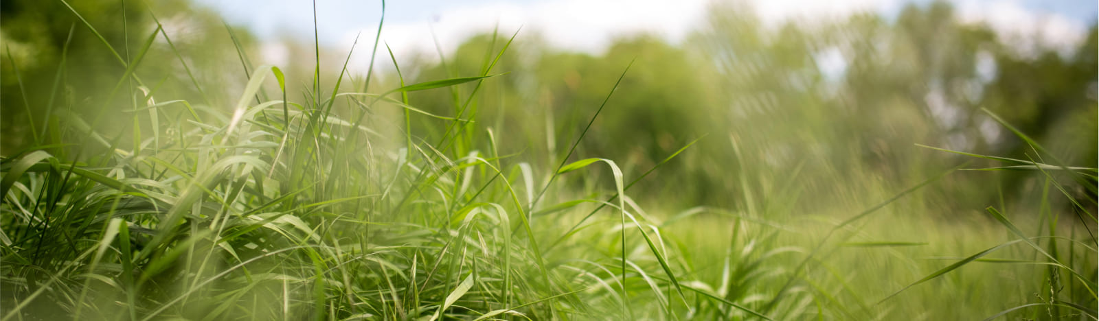 Grass in a field
