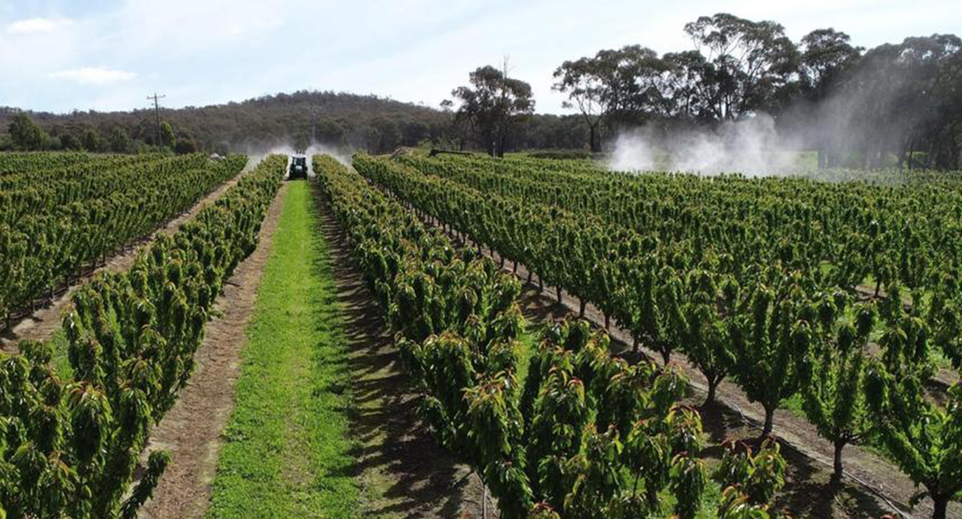 Precision vs Traditional Spray