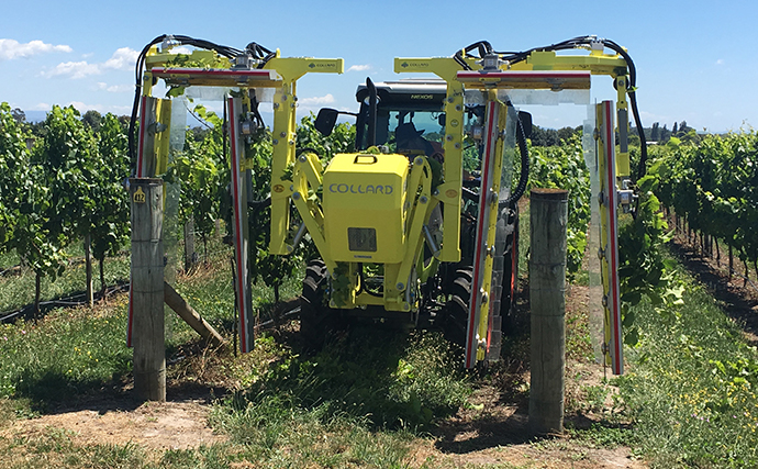 Collard vine trimmer in a vineyard