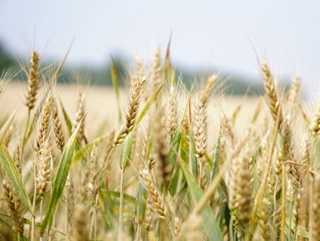 Wheat growing in a field