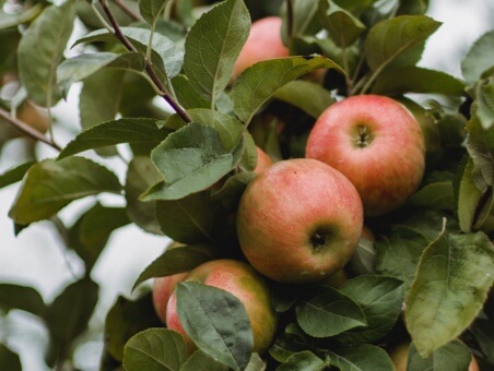 Apples in an orchard