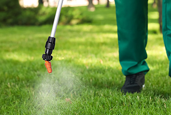 A person spraying some grass.
