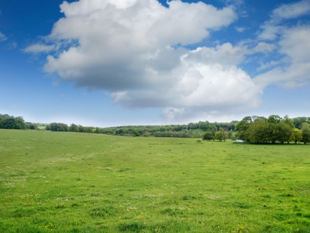A view of a pasture