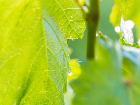 Close up of vine leaves