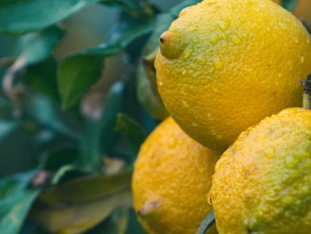 Lemons in a tree