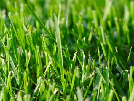 Close up of grass