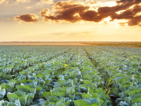 Cabbages in a field at sunrise