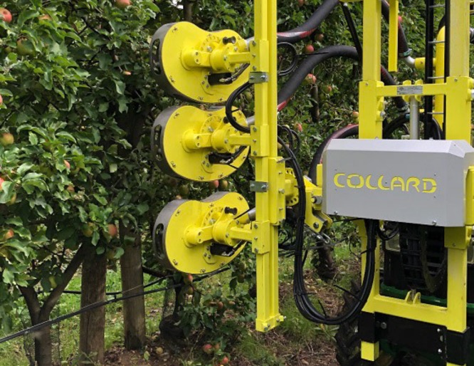 Collard Apple Tree Defoliator